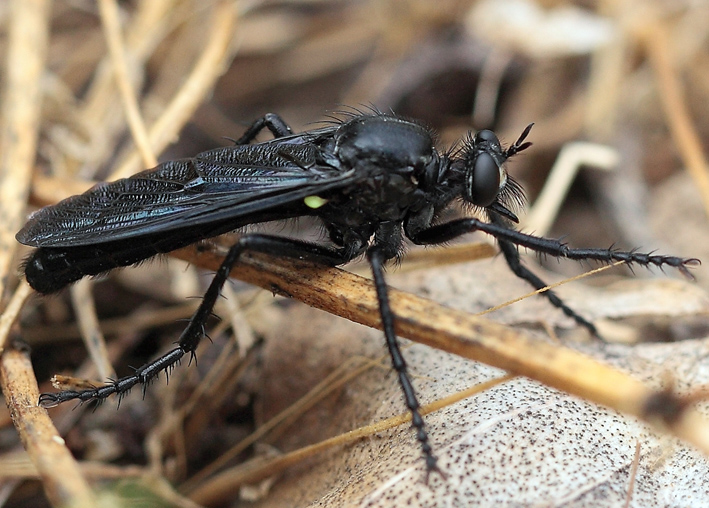 Asilidae?